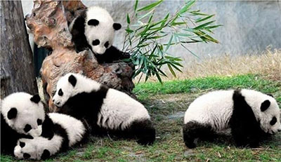 china trip pandas