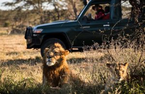 Lion in Masa Mara - Educational Travel in Kenya